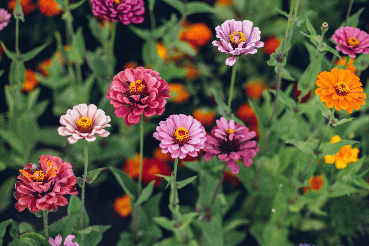 Zinnia elegans.png